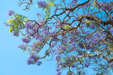Floral Forever: How to Address Common Concerns About Flower Preservation