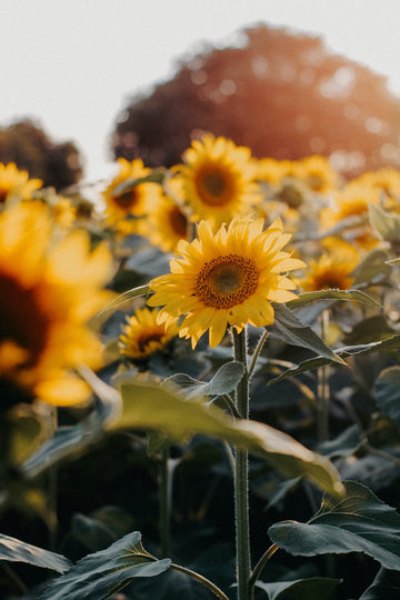 The Art and Science of Funeral Flower Preservation: A Timeless Tribute