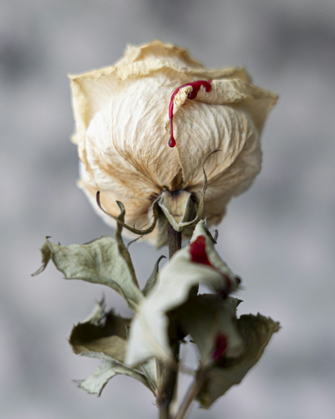 The Art of Remembering: Navigating Through Drying and Pressing Funeral Flowers - Artisan Palace
