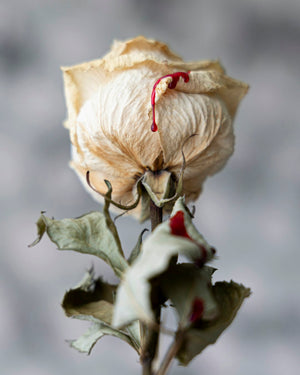 The Art of Remembering: Navigating Through Drying and Pressing Funeral Flowers