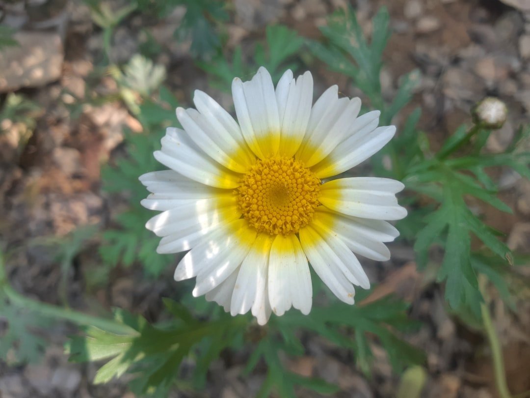 Forever Cherished: Exploring the World of Funeral Flower Preservation - Artisan Palace