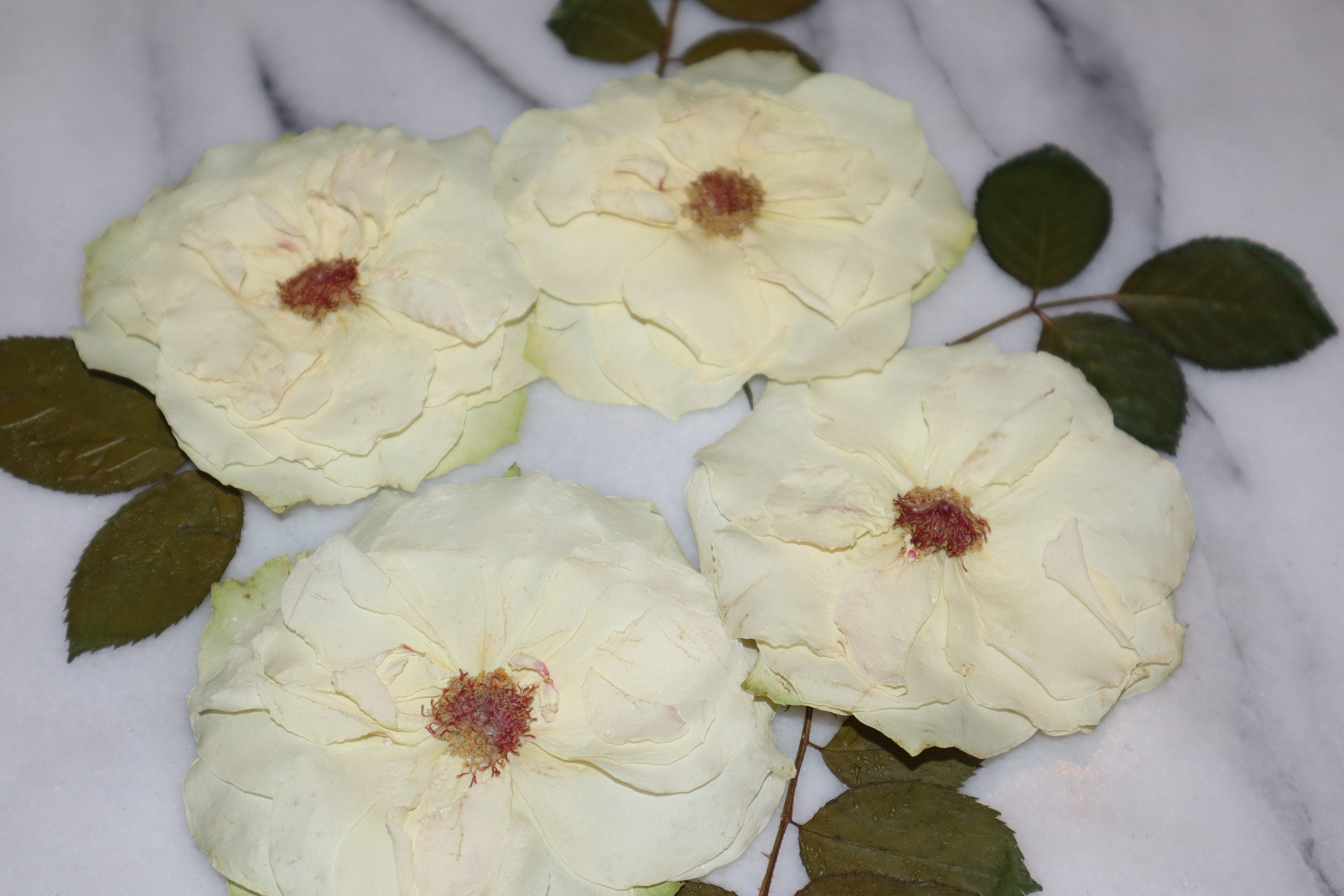 Natural White Rose Flowers Photos | Best Flower Site